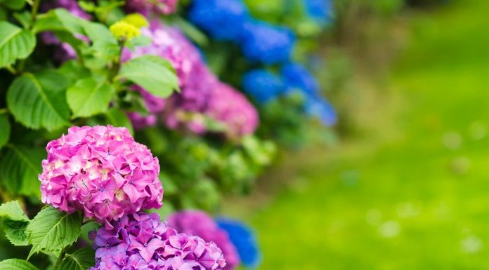 Garden with a Personality